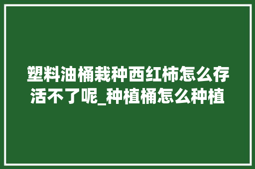 塑料油桶栽种西红柿怎么存活不了呢_种植桶怎么种植番茄种子呢 塑料油桶栽种西红柿怎么存活不了呢_种植桶怎么种植番茄种子呢 土壤施肥