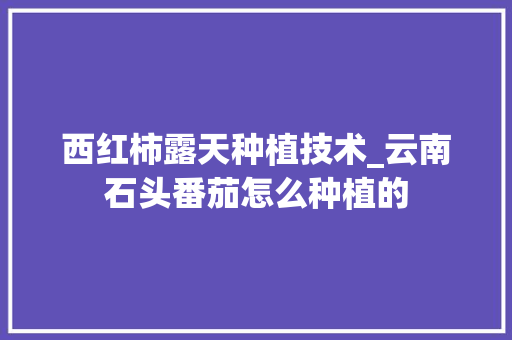 西红柿露天种植技术_云南石头番茄怎么种植的
