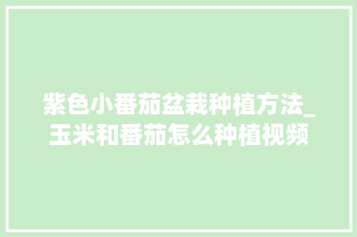 紫色小番茄盆栽种植方法_玉米和番茄怎么种植视频 紫色小番茄盆栽种植方法_玉米和番茄怎么种植视频 花朵知识