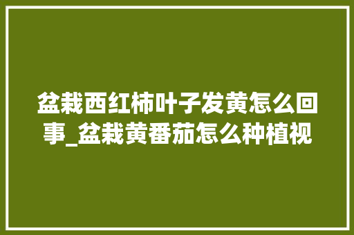 盆栽西红柿叶子发黄怎么回事_盆栽黄番茄怎么种植视频 盆栽西红柿叶子发黄怎么回事_盆栽黄番茄怎么种植视频 土壤施肥