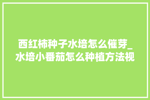 西红柿种子水培怎么催芽_水培小番茄怎么种植方法视频