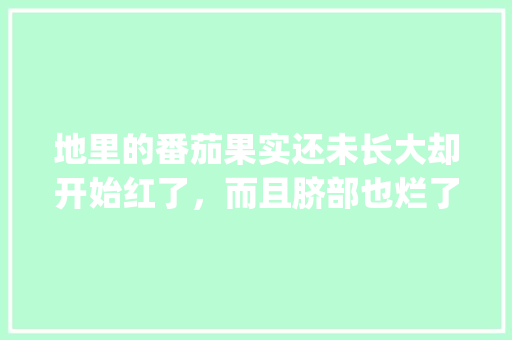 地里的番茄果实还未长大却开始红了，而且脐部也烂了是怎么一回事？该如何防治_烂掉的小番茄怎么种植视频 地里的番茄果实还未长大却开始红了，而且脐部也烂了是怎么一回事？该如何防治_烂掉的小番茄怎么种植视频 植物种类
