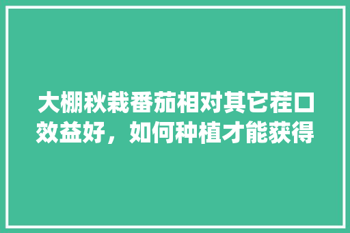 大棚秋栽番茄相对其它茬口效益好，如何种植才能获得高产_秋季怎么种植番茄呢图片大全 大棚秋栽番茄相对其它茬口效益好，如何种植才能获得高产_秋季怎么种植番茄呢图片大全 植物种类