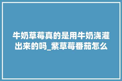 牛奶草莓真的是用牛奶浇灌出来的吗_紫草莓番茄怎么种植视频教程 农业常识 牛奶草莓真的是用牛奶浇灌出来的吗_紫草莓番茄怎么种植视频教程 牛奶草莓真的是用牛奶浇灌出来的吗_紫草莓番茄怎么种植视频教程 农业常识