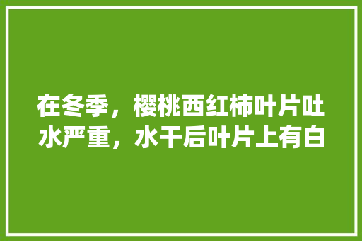 在冬季，樱桃西红柿叶片吐水严重，水干后叶片上有白色的物质，是怎么回事_番茄种植打杈怎么有水珠呢