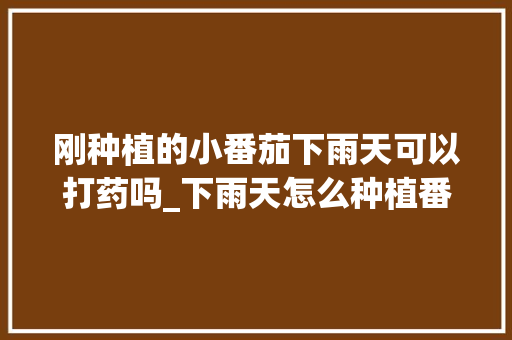 刚种植的小番茄下雨天可以打药吗_下雨天怎么种植番茄种子