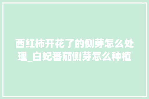 西红柿开花了的侧芽怎么处理_白妃番茄侧芽怎么种植视频