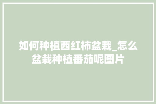 如何种植西红柿盆栽_怎么盆栽种植番茄呢图片 植物种类 如何种植西红柿盆栽_怎么盆栽种植番茄呢图片 如何种植西红柿盆栽_怎么盆栽种植番茄呢图片 植物种类