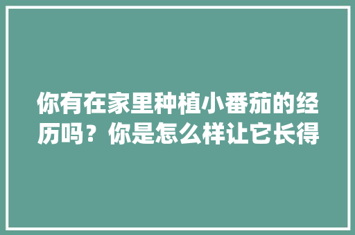 你有在家里种植小番茄的经历吗？你是怎么样让它长得更好的_番茄水果怎么种植的简单又好吃
