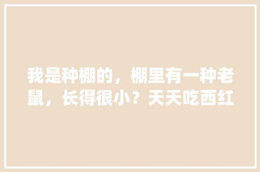 我是种棚的，棚里有一种老鼠，长得很小？天天吃西红柿，怎么办_种植番茄怎么防老鼠虫子呢