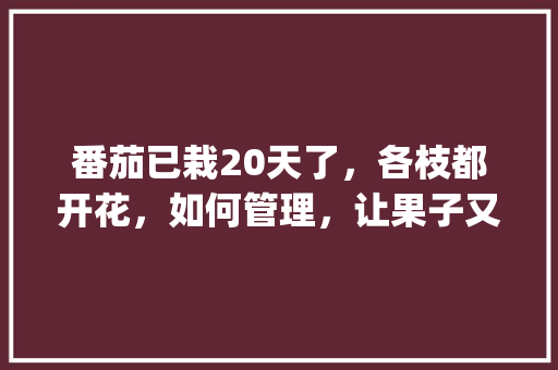 番茄已栽20天了，各枝都开花，如何管理，让果子又大又高产呢_种植番茄长花了怎么处理好 番茄已栽20天了，各枝都开花，如何管理，让果子又大又高产呢_种植番茄长花了怎么处理好 番茄病虫害防治