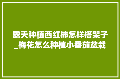 露天种植西红柿怎样搭架子_梅花怎么种植小番茄盆栽视频