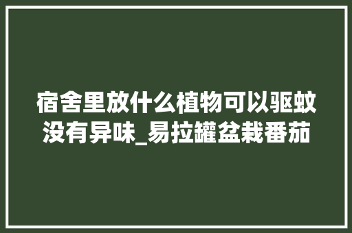 宿舍里放什么植物可以驱蚊没有异味_易拉罐盆栽番茄怎么种植视频 宿舍里放什么植物可以驱蚊没有异味_易拉罐盆栽番茄怎么种植视频 种植技巧