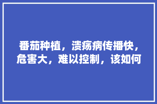 番茄种植，溃疡病传播快，危害大，难以控制，该如何进行防治呢_番茄怎么种植不发病呢