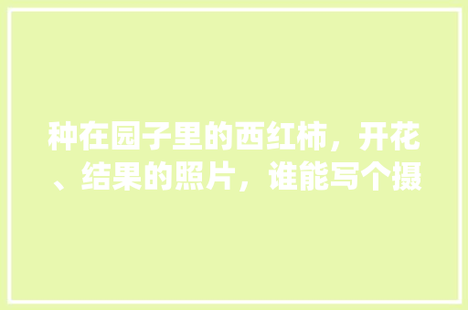 种在园子里的西红柿，开花、结果的照片，谁能写个摄影教程呀_怎样栽番茄苗 种在园子里的西红柿，开花、结果的照片，谁能写个摄影教程呀_怎样栽番茄苗 花朵知识