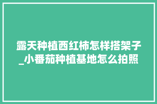 露天种植西红柿怎样搭架子_小番茄种植基地怎么拍照好看 露天种植西红柿怎样搭架子_小番茄种植基地怎么拍照好看 土壤施肥
