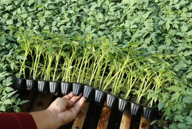 超市买的番茄能做种苗不「超市番茄怎么种植的呢视频」 超市买的番茄能做种苗不「超市番茄怎么种植的呢视频」 番茄种植技巧