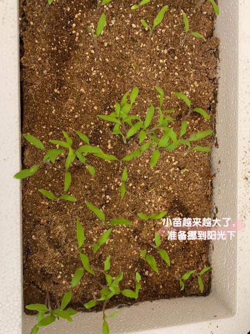 哪些水果的种子适合栽种成盆栽，放在室内观赏？该如何养护「橙子番茄种子怎么种植视频」 哪些水果的种子适合栽种成盆栽，放在室内观赏？该如何养护「橙子番茄种子怎么种植视频」 种植技巧