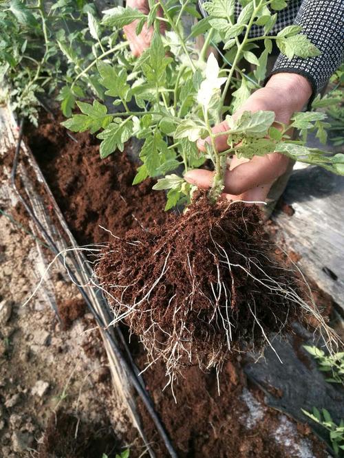 在贵州适合种植什么「番茄裸根苗怎么种植视频」 在贵州适合种植什么「番茄裸根苗怎么种植视频」 花朵知识
