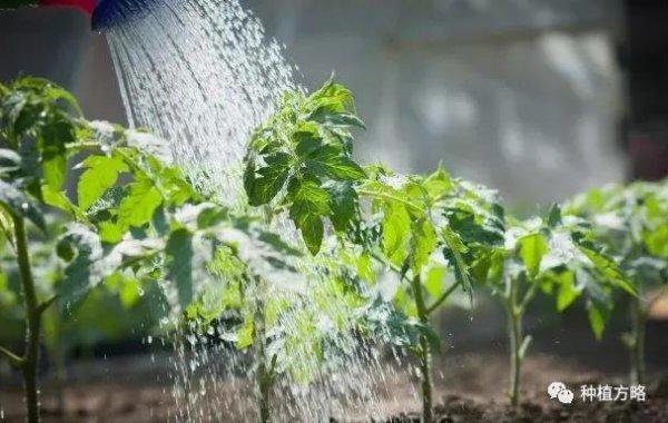 红糖水浇番茄还要发酵吗「红糖怎么种植番茄视频」 红糖水浇番茄还要发酵吗「红糖怎么种植番茄视频」 农业常识