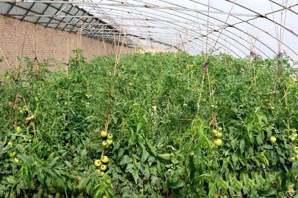 西红柿种植行距和株距是多少「红宝石番茄怎么种植方法视频」 西红柿种植行距和株距是多少「红宝石番茄怎么种植方法视频」 土壤施肥