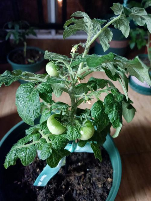 盆栽番茄的种植方法「番茄盆栽怎么种植和管理」 盆栽番茄的种植方法「番茄盆栽怎么种植和管理」 土壤施肥