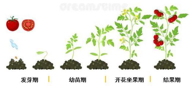 西红柿的种植与管理「番茄苗怎么种植图片大全」 花朵知识 西红柿的种植与管理「番茄苗怎么种植图片大全」 西红柿的种植与管理「番茄苗怎么种植图片大全」 花朵知识