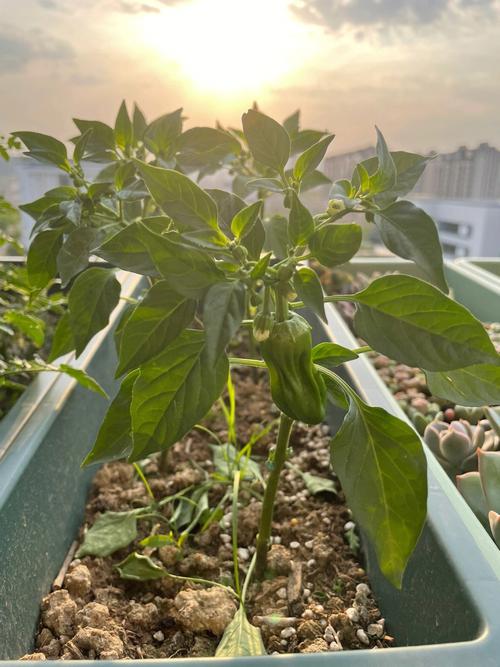 辣椒和西红柿能一起种吗？需要注意什么「番茄和辣椒怎么种植视频」 辣椒和西红柿能一起种吗？需要注意什么「番茄和辣椒怎么种植视频」 种植技巧