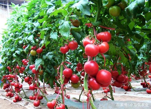 越冬西红柿什么温度放棉被「冬天番茄怎么种植最好活」 越冬西红柿什么温度放棉被「冬天番茄怎么种植最好活」 土壤施肥