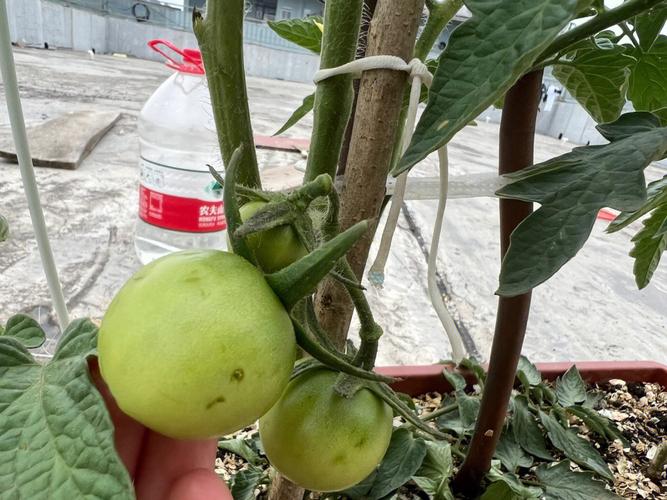 西红柿中后期果实长不大什么原因「种植番茄怎么长不大呢」 种植技巧 西红柿中后期果实长不大什么原因「种植番茄怎么长不大呢」 西红柿中后期果实长不大什么原因「种植番茄怎么长不大呢」 种植技巧