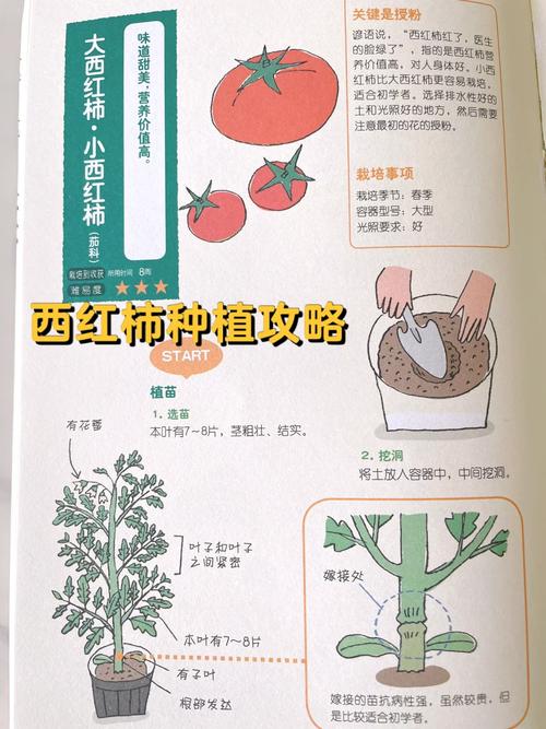 西红柿每亩种植多少棵算合理化「种植番茄土地怎么规划的」 西红柿每亩种植多少棵算合理化「种植番茄土地怎么规划的」 番茄种植技巧