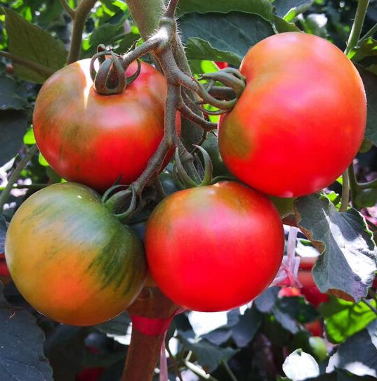 黑宝石番茄是转基因的吗「钻石番茄怎么种植视频」 黑宝石番茄是转基因的吗「钻石番茄怎么种植视频」 种植技巧
