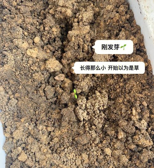 西红柿催芽后怎么种「番茄苗到手怎么种植视频」 西红柿催芽后怎么种「番茄苗到手怎么种植视频」 土壤施肥