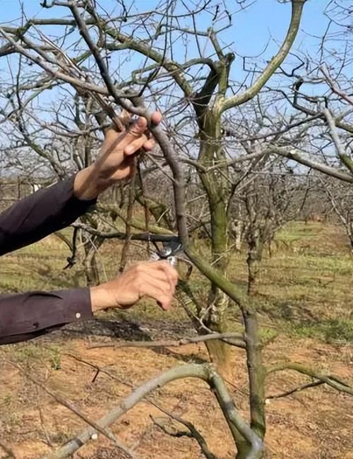 番茄种植怎么修剪「树番茄种植怎么修剪视频」 番茄种植怎么修剪「树番茄种植怎么修剪视频」 种植技巧