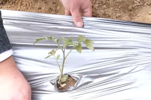 露天种西红柿的地膜怎么铺「番茄种植怎么盖薄膜视频」 露天种西红柿的地膜怎么铺「番茄种植怎么盖薄膜视频」 土壤施肥