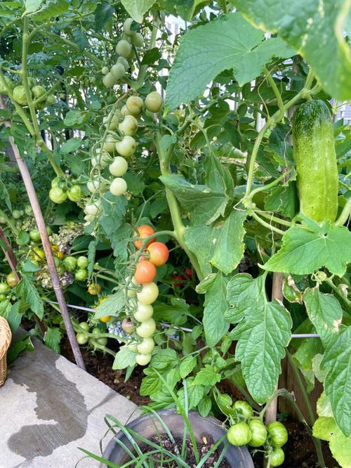 黄瓜和蕃茄种植间隔距离多远好「番茄种子黄瓜怎么种植视频」 黄瓜和蕃茄种植间隔距离多远好「番茄种子黄瓜怎么种植视频」 农业常识