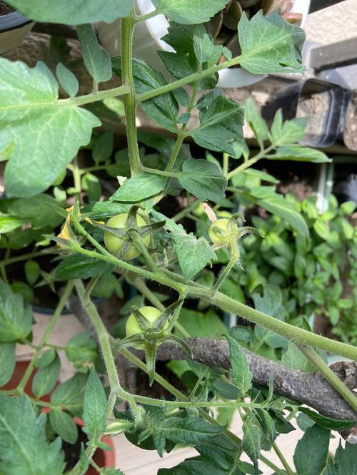 黄瓜西红柿怎样种植和管理「番茄种子黄瓜怎么种植视频」 黄瓜西红柿怎样种植和管理「番茄种子黄瓜怎么种植视频」 土壤施肥