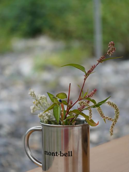 关于春天风大住户种植盆栽的温馨提示「折枝的番茄怎么种植视频」 关于春天风大住户种植盆栽的温馨提示「折枝的番茄怎么种植视频」 番茄病虫害防治