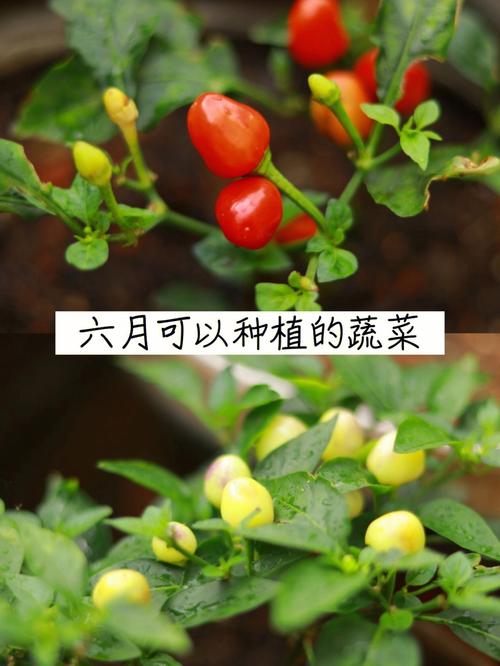 红苋菜怎么种植比较嫩「鲜红番茄种子怎么种植视频」 红苋菜怎么种植比较嫩「鲜红番茄种子怎么种植视频」 种植技巧