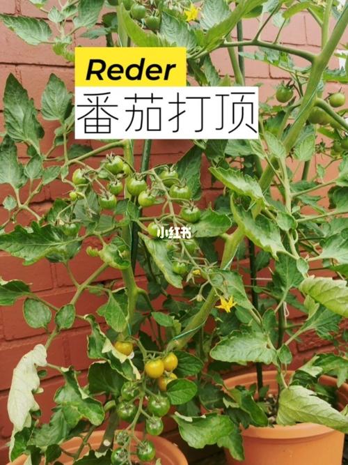 樱桃西红柿彭果期怎么用肥「番茄的种植怎么打顶视频」 樱桃西红柿彭果期怎么用肥「番茄的种植怎么打顶视频」 土壤施肥