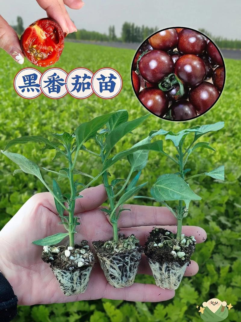 北方9月份儿可以种植番茄吗「北方怎么种植黑番茄呢视频」 北方9月份儿可以种植番茄吗「北方怎么种植黑番茄呢视频」 土壤施肥