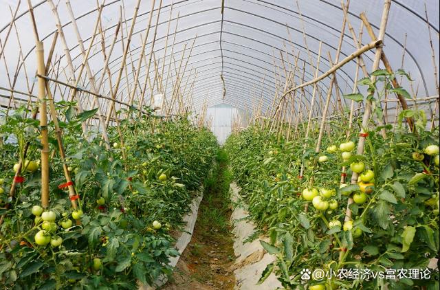 辣椒，茄子，番茄三者可以套种吗？种植时要注意什么问题「种土豆和番茄怎么种植视频」 辣椒，茄子，番茄三者可以套种吗？种植时要注意什么问题「种土豆和番茄怎么种植视频」 农业常识