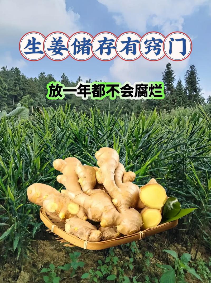 生姜一般不能连作，如果连作需采取哪些措施「生姜地栽番茄怎么种植视频」 生姜一般不能连作，如果连作需采取哪些措施「生姜地栽番茄怎么种植视频」 种植技巧