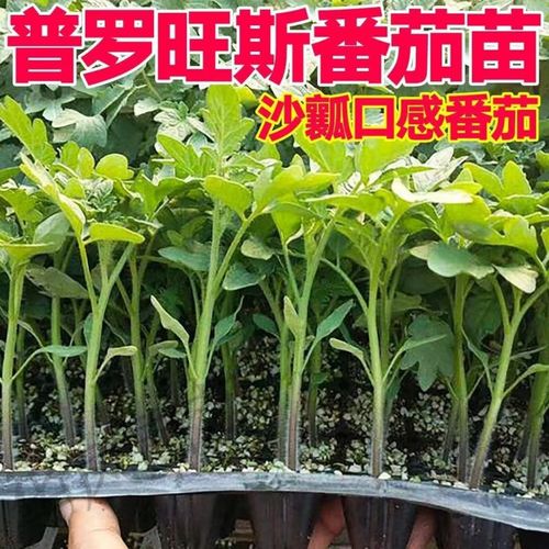 瓦大一号和普罗旺斯番茄的区别「爆汁番茄种子怎么种植的」 瓦大一号和普罗旺斯番茄的区别「爆汁番茄种子怎么种植的」 农业常识