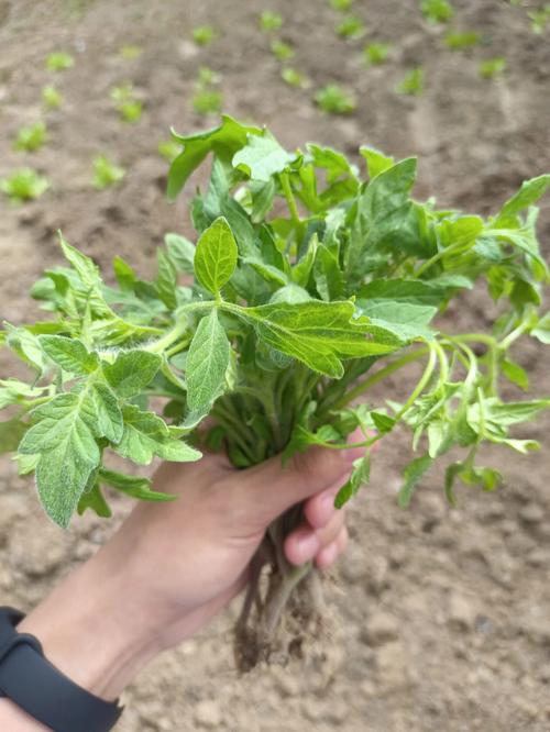 西红柿种植没有新跟该怎么办「没有番茄苗怎么种植呢」 西红柿种植没有新跟该怎么办「没有番茄苗怎么种植呢」 农业常识