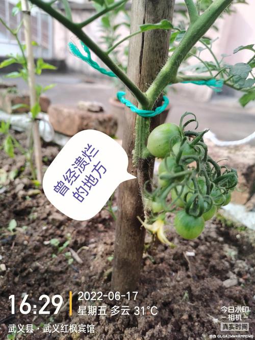 西红柿怎么绑绳子最快「种植的番茄怎么捆起来」 西红柿怎么绑绳子最快「种植的番茄怎么捆起来」 种植技巧