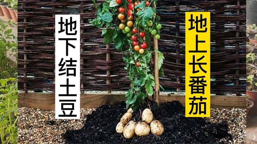 土豆和番茄能不能一起种植培育，上面结番茄果实、下面长土豆？为什么「马铃薯上种番茄怎么种植视频」 土豆和番茄能不能一起种植培育，上面结番茄果实、下面长土豆？为什么「马铃薯上种番茄怎么种植视频」 种植技巧