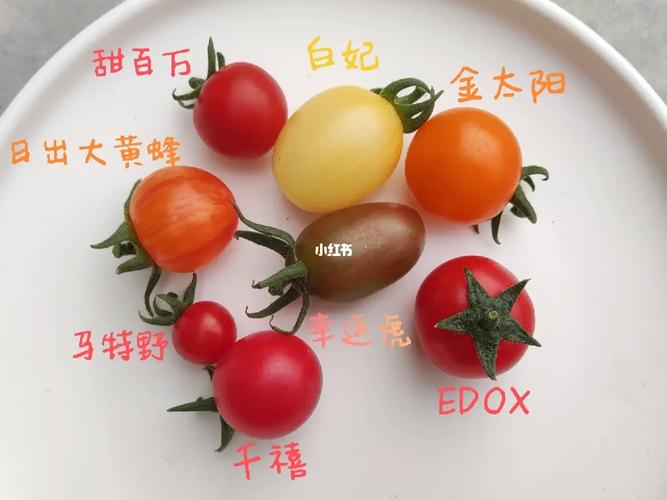 有哪些大品牌的热门口红色值得推荐「白妃番茄怎么种植视频」 花朵知识 有哪些大品牌的热门口红色值得推荐「白妃番茄怎么种植视频」 有哪些大品牌的热门口红色值得推荐「白妃番茄怎么种植视频」 花朵知识