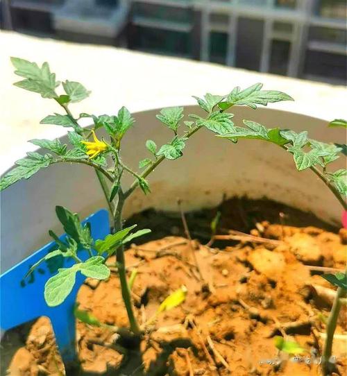 种植番茄施肥全过程「种植番茄怎么浇水施肥呢视频」 农业常识 种植番茄施肥全过程「种植番茄怎么浇水施肥呢视频」 种植番茄施肥全过程「种植番茄怎么浇水施肥呢视频」 农业常识