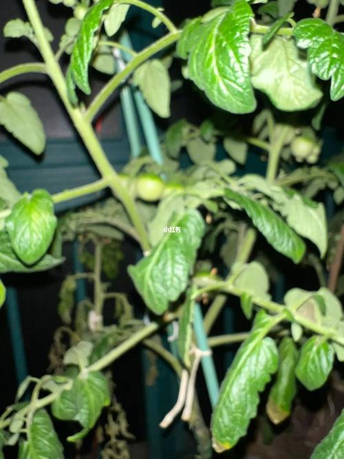 冬天番茄是反季节吗「反季节番茄怎么种植方法视频」 冬天番茄是反季节吗「反季节番茄怎么种植方法视频」 植物种类